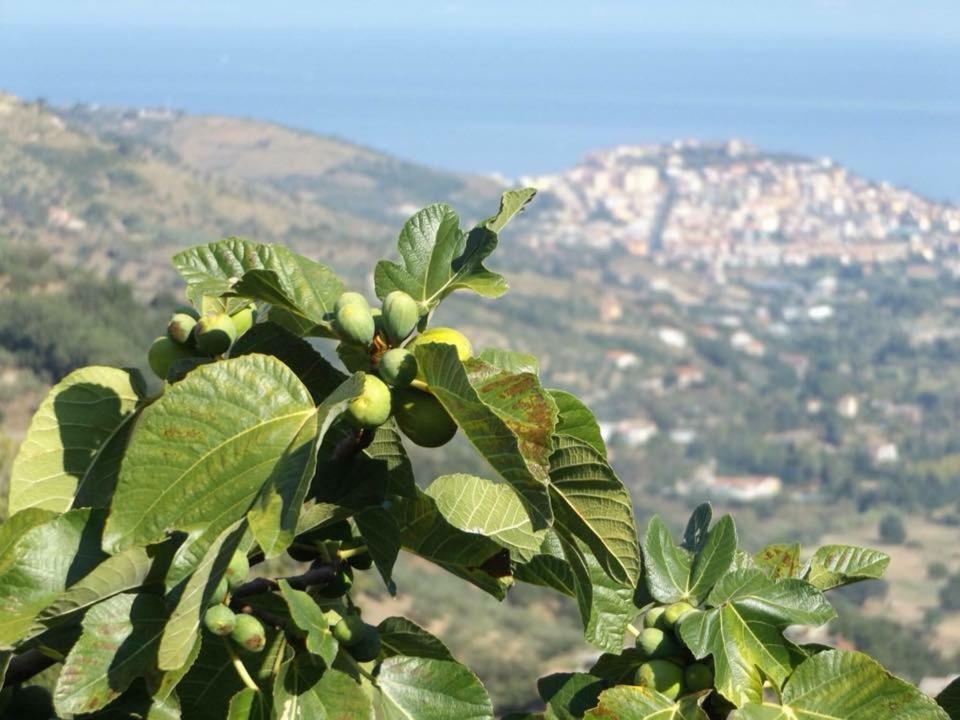 Casale San Martino Bed & Breakfast Laureana Cilento Exterior photo